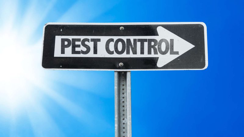 The Significance and need Of Pest Control And Professional Pest Control Services in daily life 